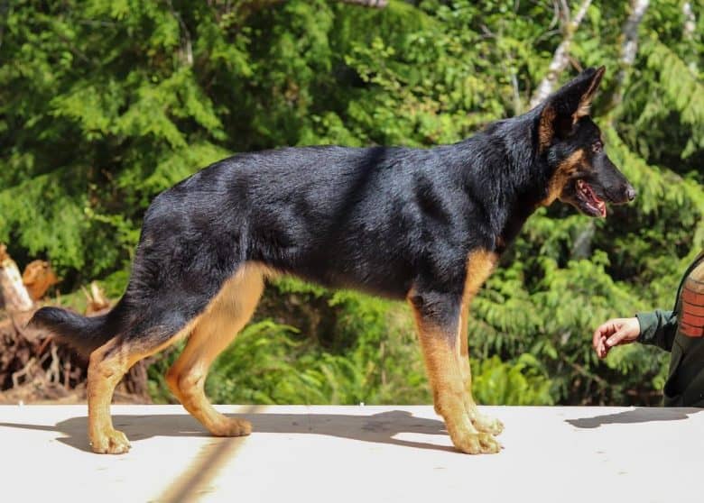 A GSD with black and tan coat standing