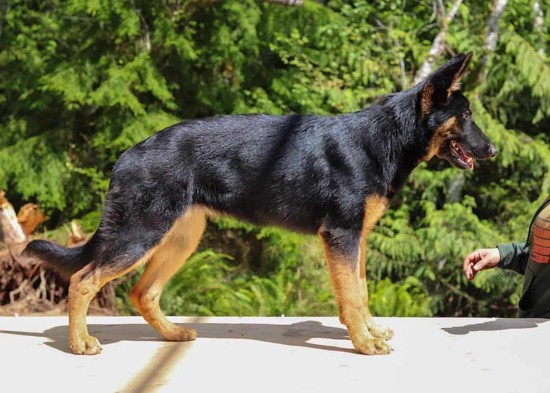 Types of German Shepherds 5 Different Types of GSD Lines K9 