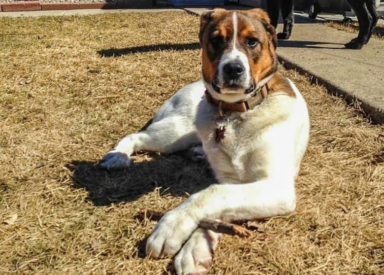 Saint Bernard German Shepherd mix dog playing a stick