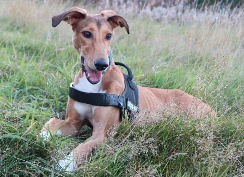 A Saluki Greyhound wearing a black harness