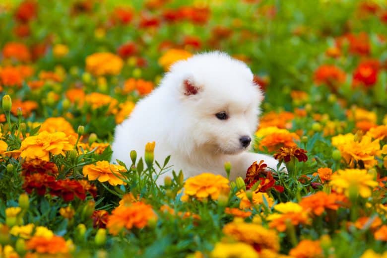 A white Samoyed puppy surrounded with flowers