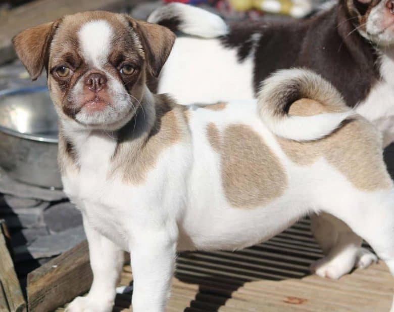 Ein Pied Pug Welpe steht unter der Sonne