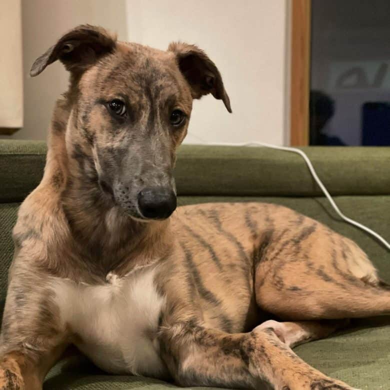 A beautiful Whippet Greyhound on a couch