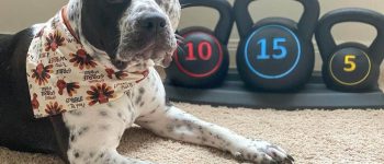 a Pit Heeler wearing a bandana with dumbbells as background