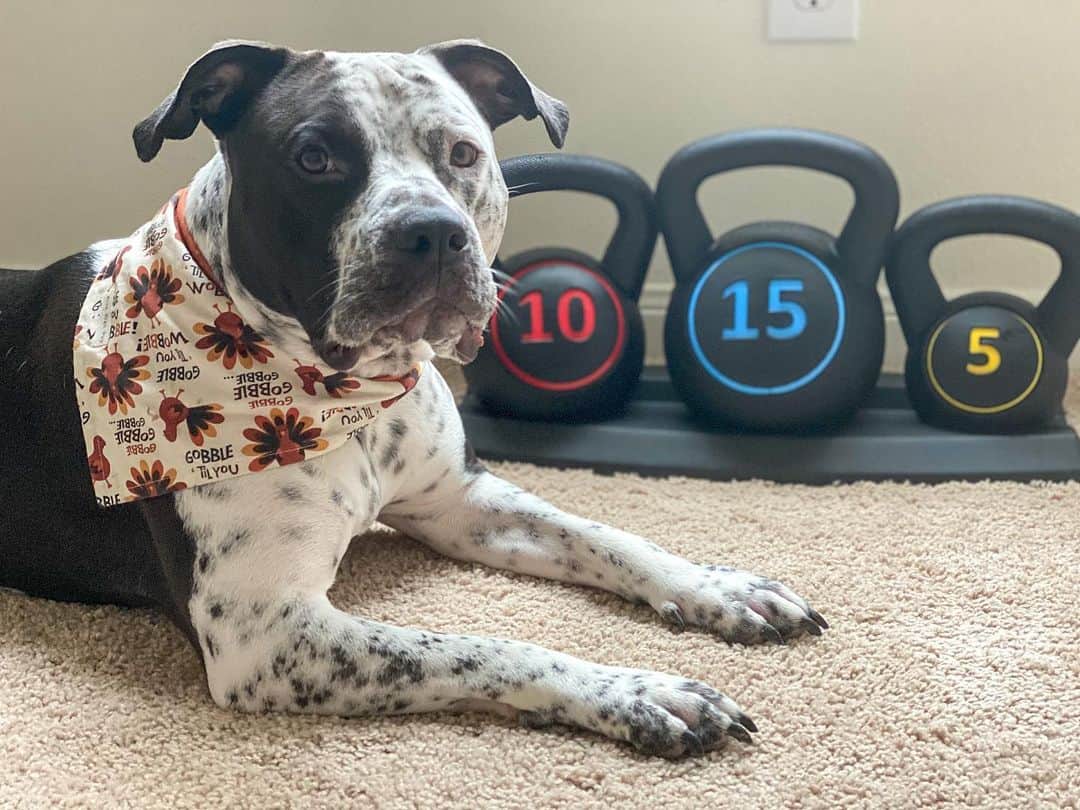 Heeler shop mastiff mix