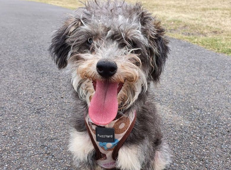 Schnauzer Poodle mix dog sitting on the road