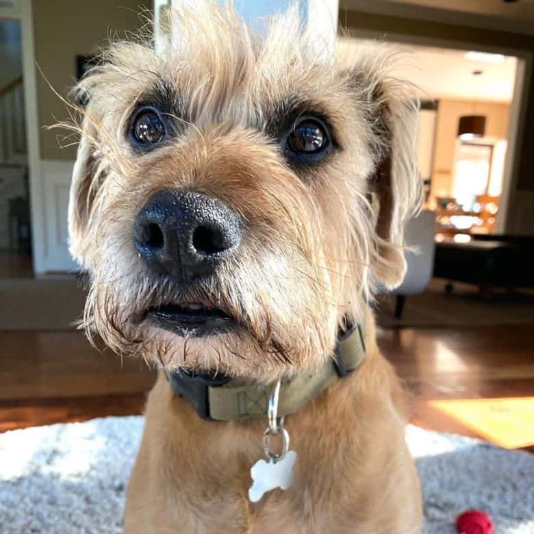 A shaggy Schnoxer close-up image