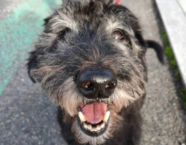 Scottish Terrier Poodle mix dog close-up portrait