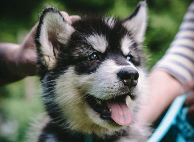 Seal Alaskan Malamute dog portrait