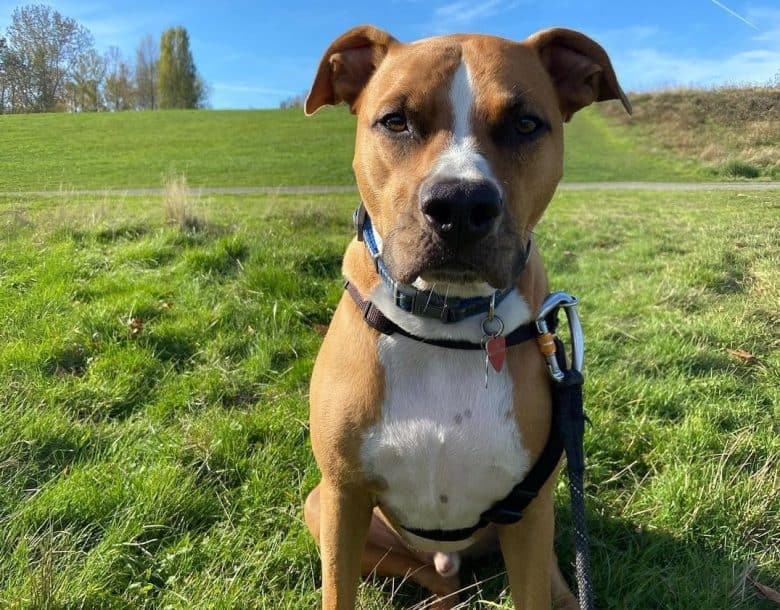 A serious looking Bullboxer sitting on a grassland