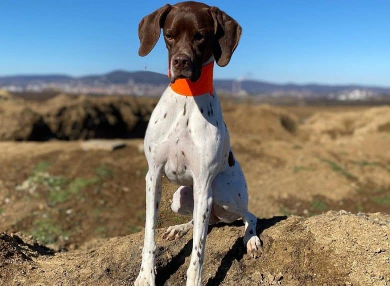 An English Pointer sitting on a rocky mountain