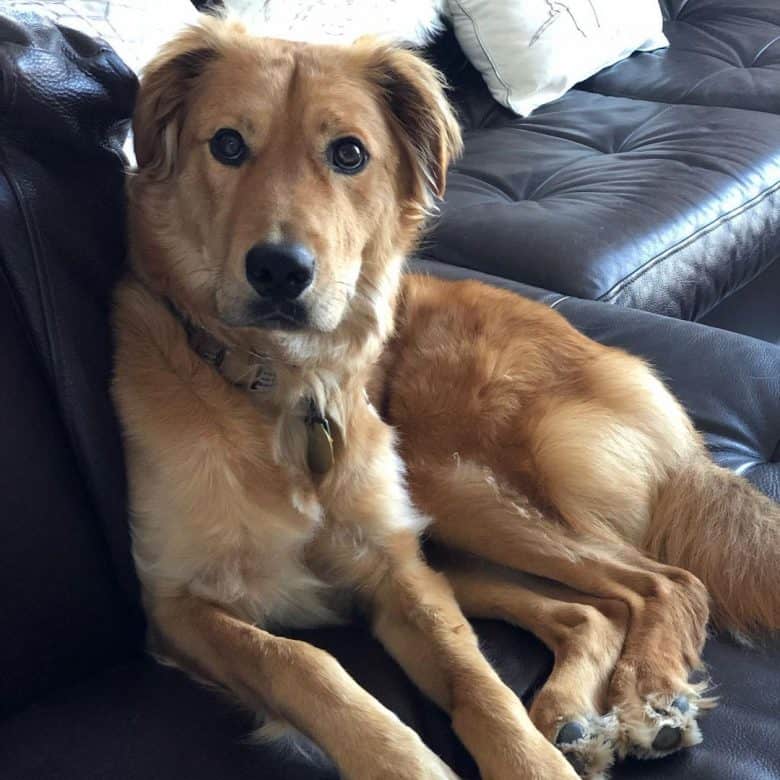 A Golden Greyhound sitting seriously on a couch