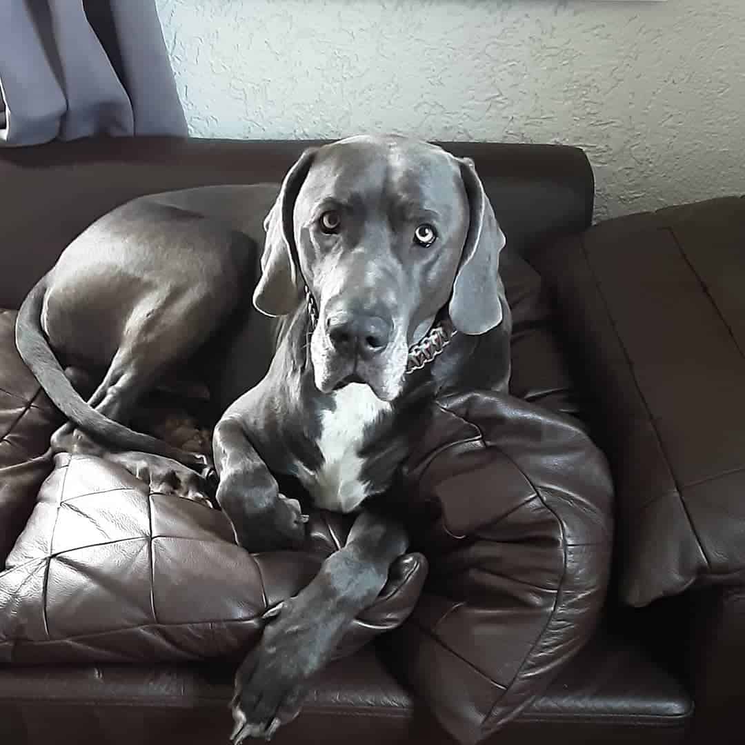 Weimaraner Mixes 23 Different Weimaraner Crossbreeds K9 