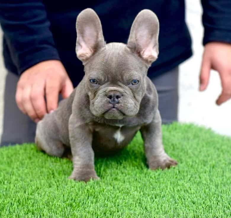 A serious Lilac Frenchie sitting