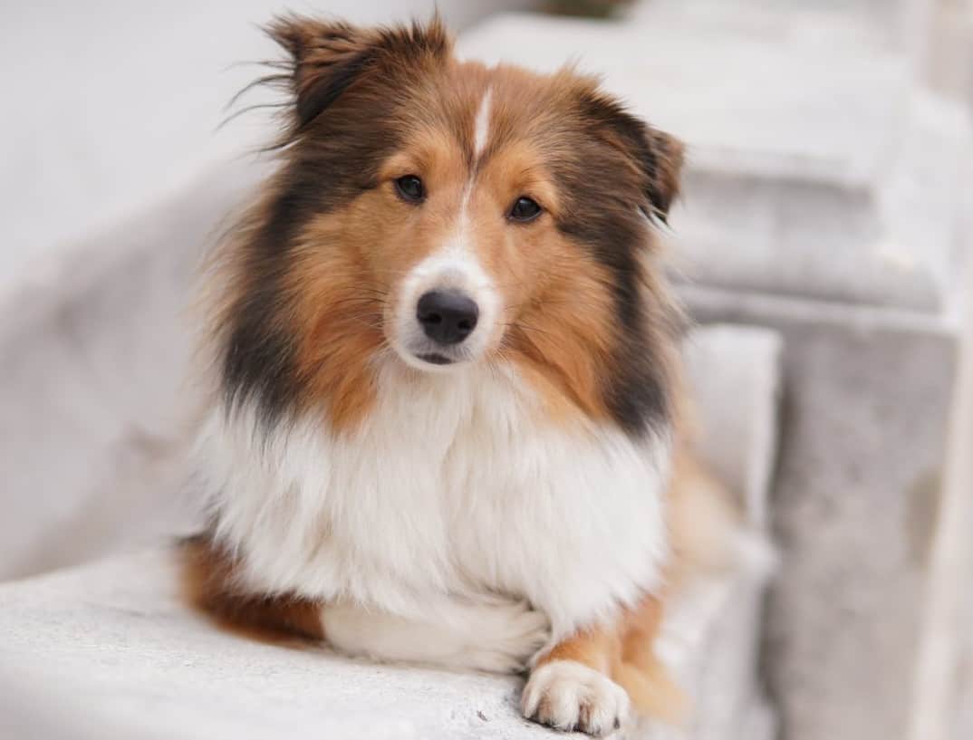 Miniature Collie breed info The 101 on this cute and smart dog K9 