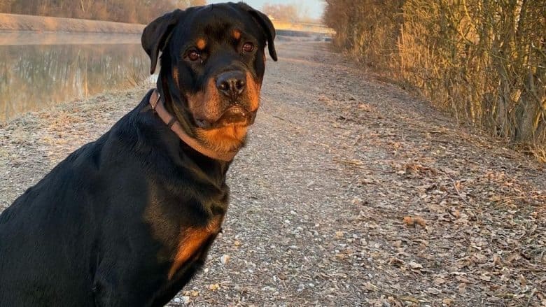 A serious adult Rottweiler puppy on a trail