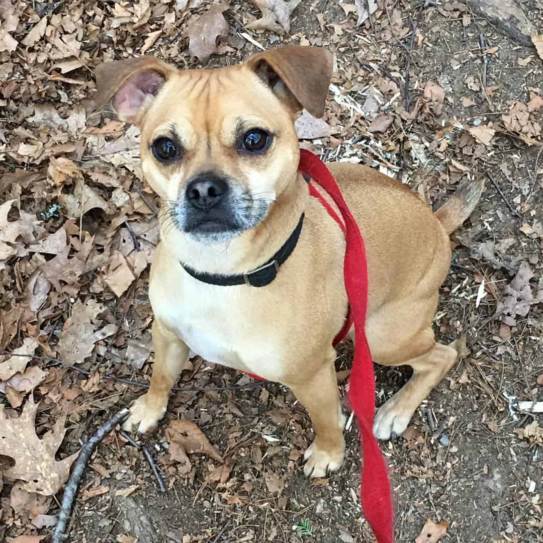 Meet some of the most perfect Pug mix dogs K9 Web