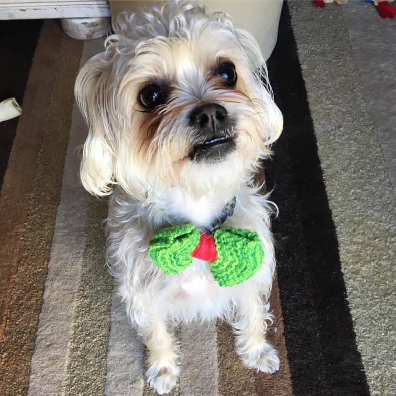 A Malti-Pug wearing a fancy bow tie