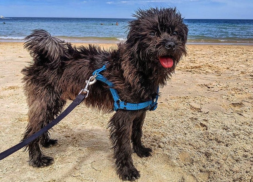 The Pug Poodle Mix What You Need To Know about the Pugapoo K9 