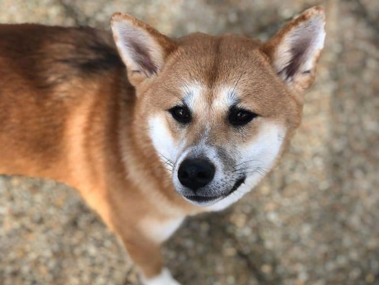 Shiba Inu Akita mix dog portrait