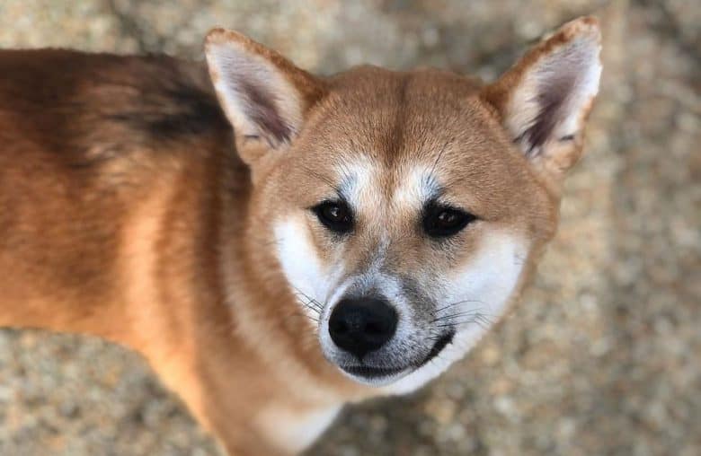Shiba Inu and Akita mix dog portrait
