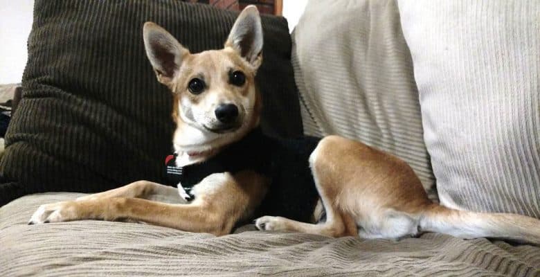 Shiba Inu Basenji mix dog lying on the sofa