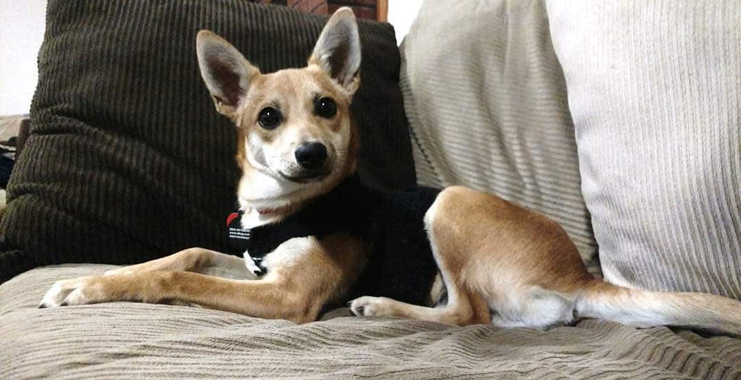 30 of the most adorable and fluffy Shiba Inu mix dogs K9 Web