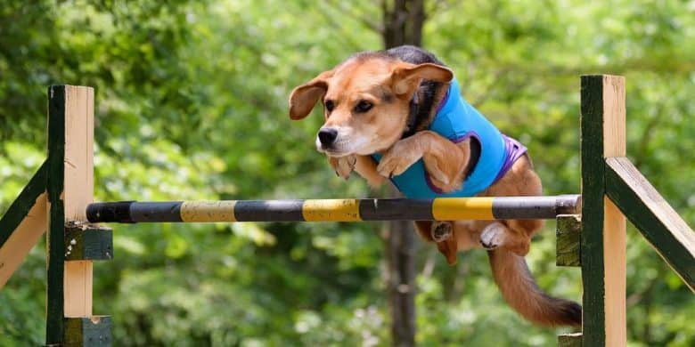 Shiba Inu Beagle mix dog jumping the hurdle