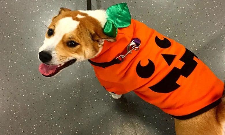 Shiba Inu Bulldog mix dog wearing a Halloween outfit