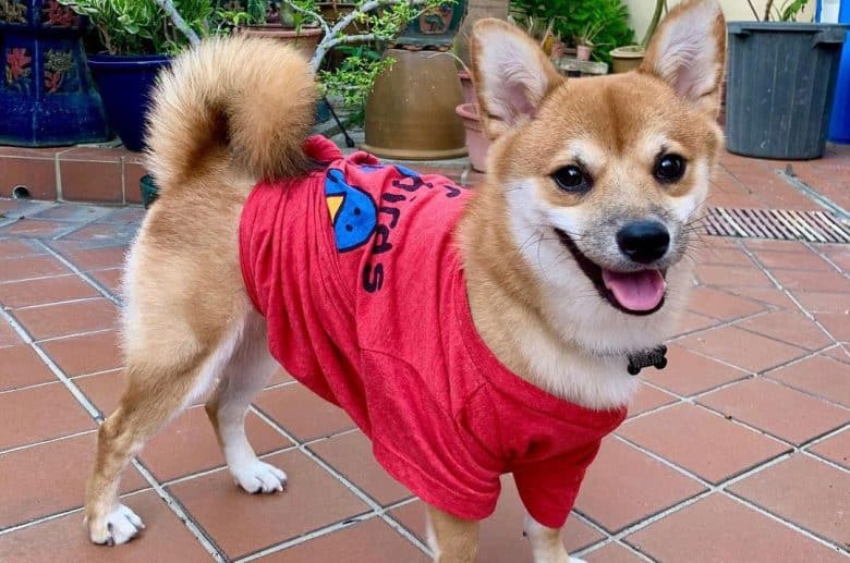 Shiba Inu Chihuahua mix dog wearing a red shirt