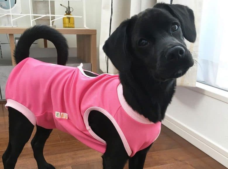Shiba Inu Cocker Spaniel mix dog wearing pink outfit
