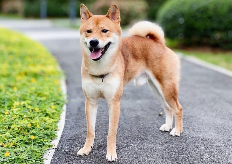 A Shiba Inu dog standing in a beautiful landscape