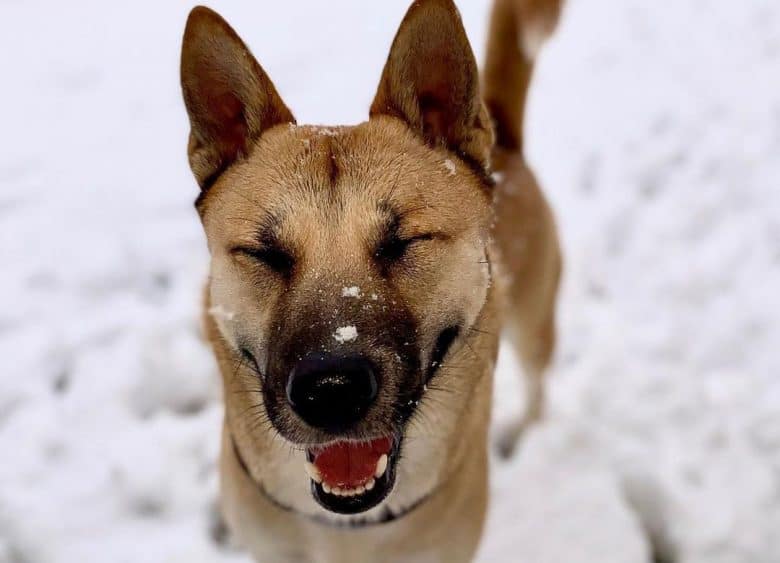 Shiba Inu German Shepherd mix dog enjoying the snow