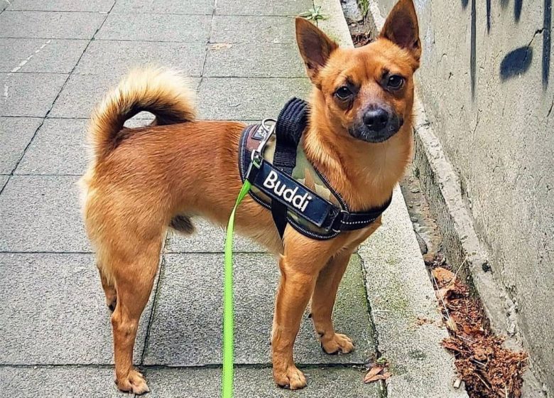 Shiba Inu Jack Russell Terrier mix dog ready for a walk
