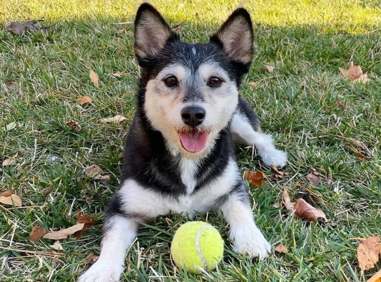 Shiba Inu Poodle mix dog playing a tennis ball outside