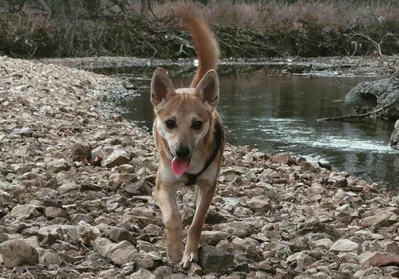 Fox-like Shibenji walking near a lake