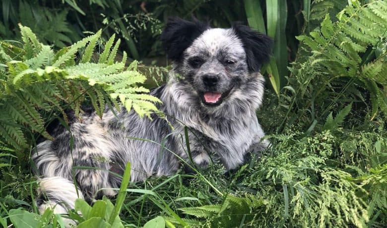 Shih Tzu Blue Heeler mix dog lying on the bushes