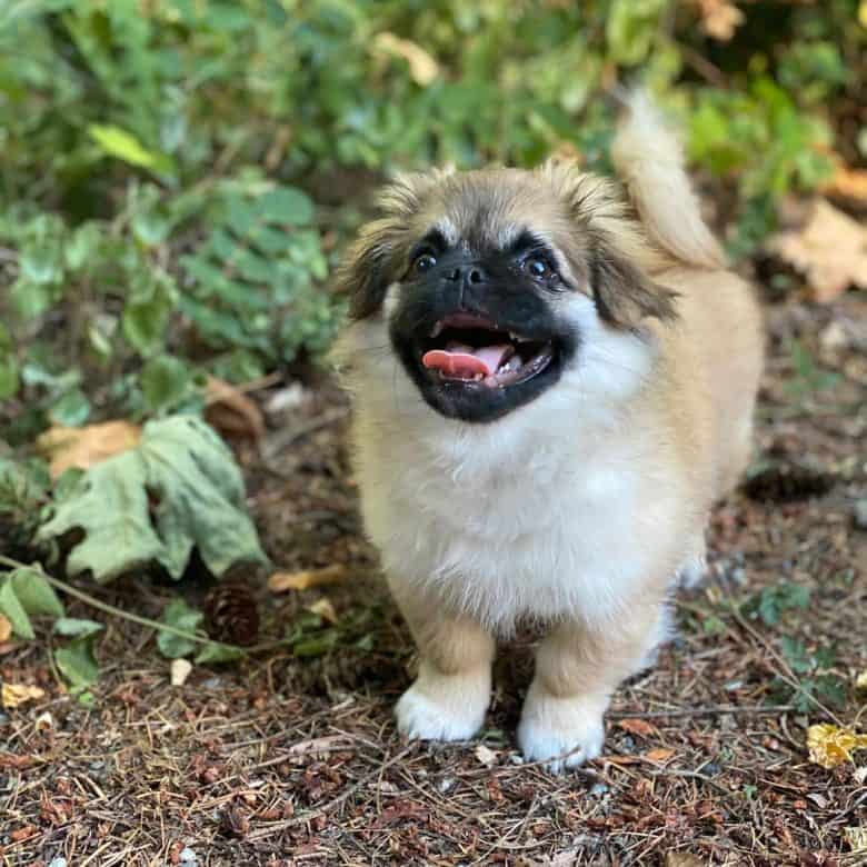 A Shih Tzu Pekingese mix smiling and standing outdoors