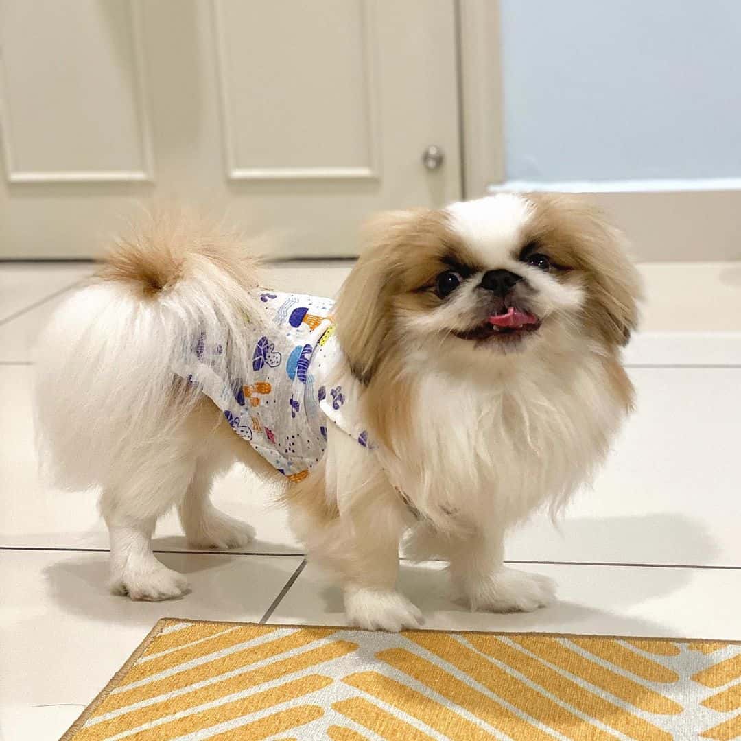 Pekingese Shih Tzu mix This wonderful dog will steal your heart K9 