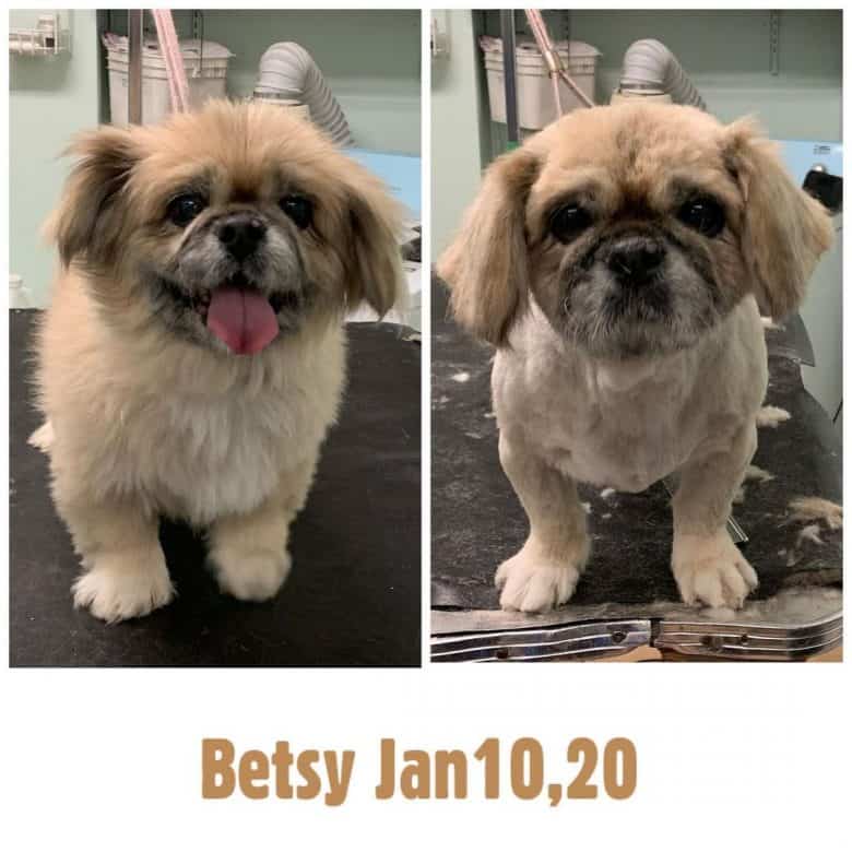 A Shinese looking clean after grooming