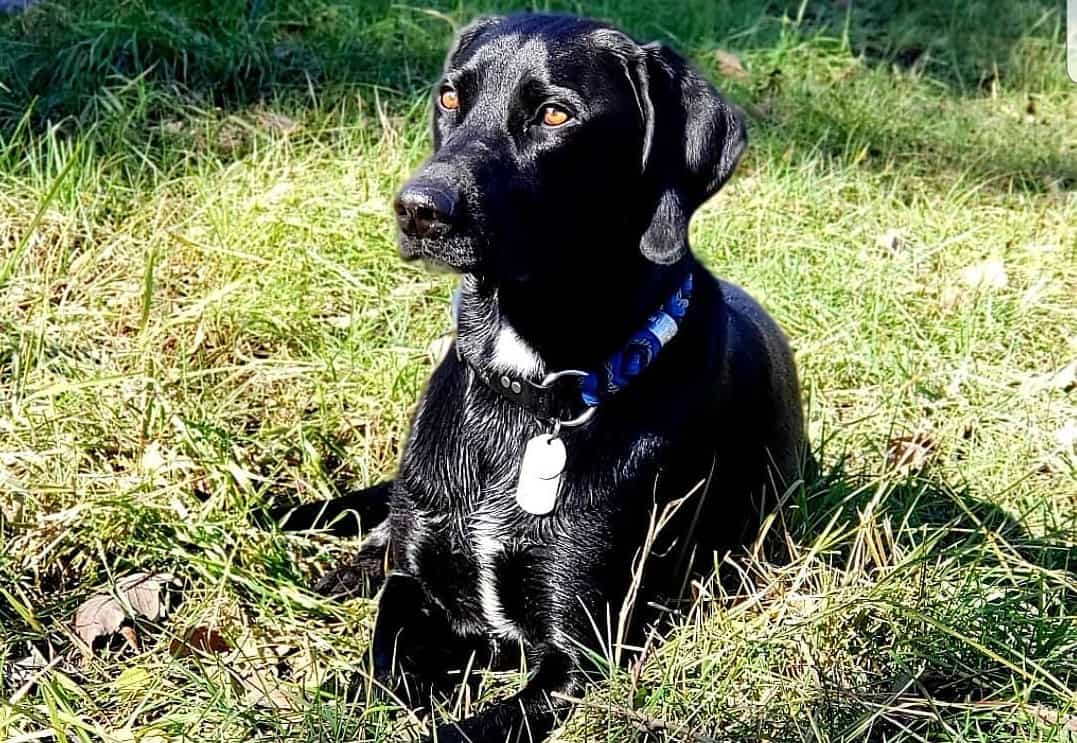 All You Need to Know About the Intelligent German Shorthaired Pointer