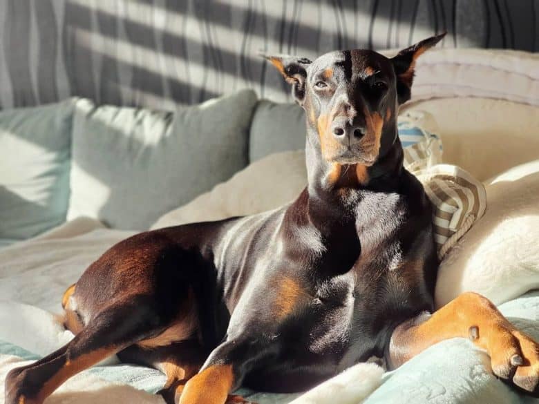 A sassy Doberman sunbathing