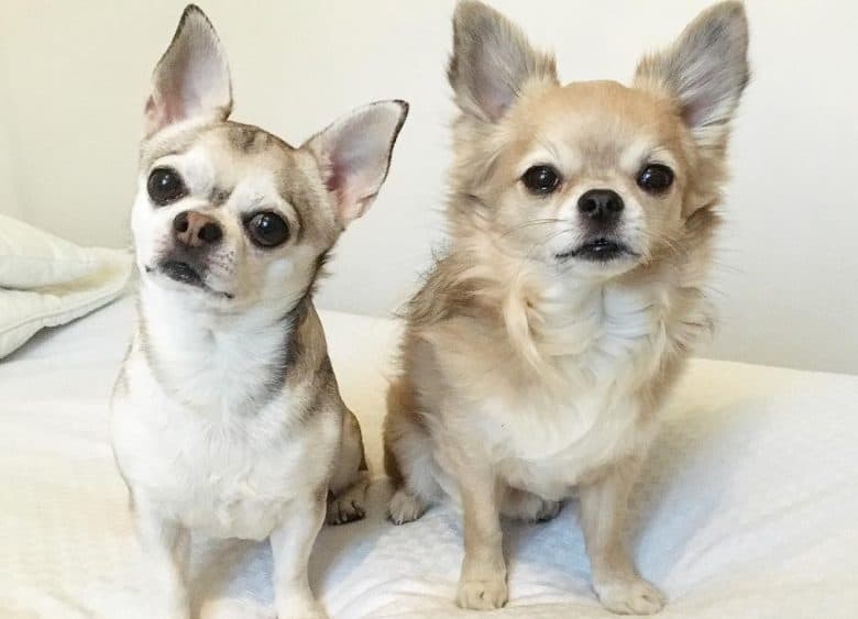 A short coat and long coat Chihuahua sitting for a portrait