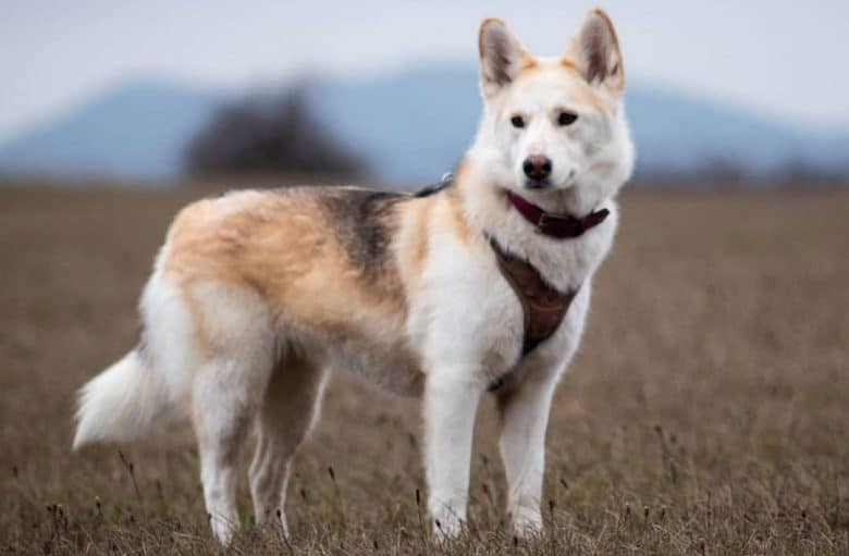 Portrait of a Siberian Husky and Akita mix dog