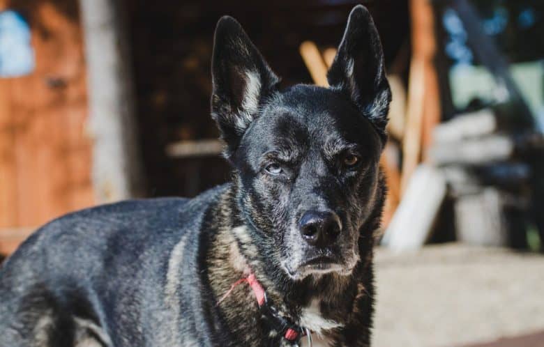 Siberian Husky German Shepherd mix dog portrait