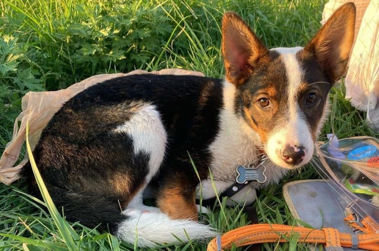 Siberian Husky Jack Russell Terrier mix dog in a camping