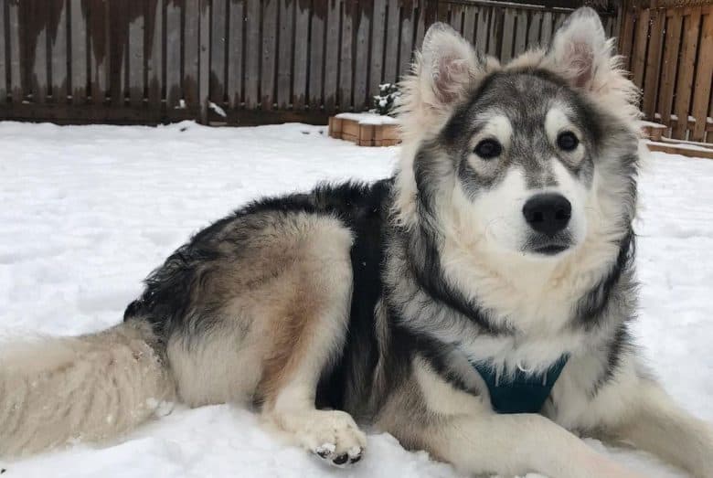 Siberian Husky Poodle mix dog lying on the snow