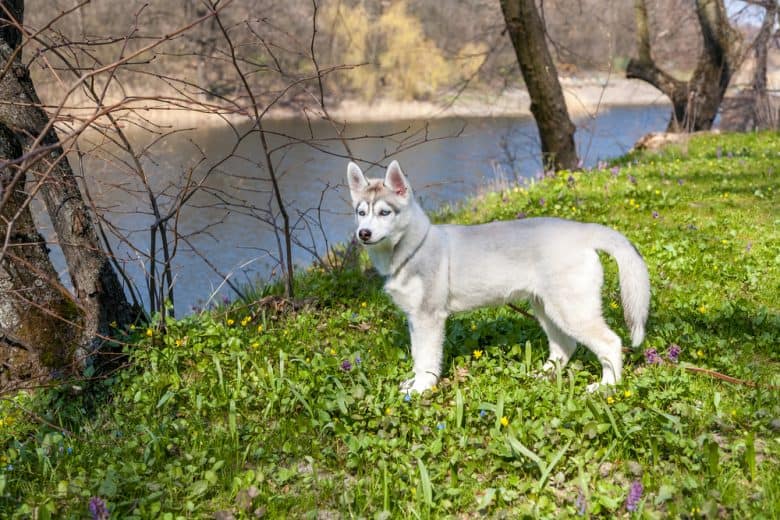 An adorable Siberian Husky puppy on a field
