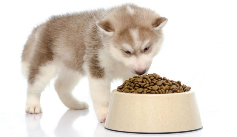 A Siberian Husky puppy eating food on a ceramic bowl
