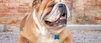 a happy bulldog side portrait